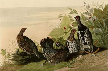 John James Audubon : Spotted grous